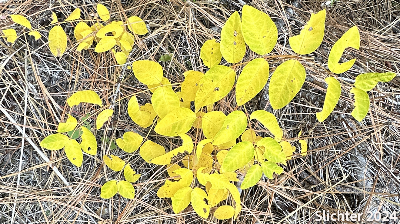 Fall leaf color of Spreading Dogbane, Bitter Dogbane: Apocynum androsaemifolium var. androsaemifolium (Synonyms: Apocynum androsaemifolium ssp. androsaemifolium, Apocynum androsaemifolium var. incanum)