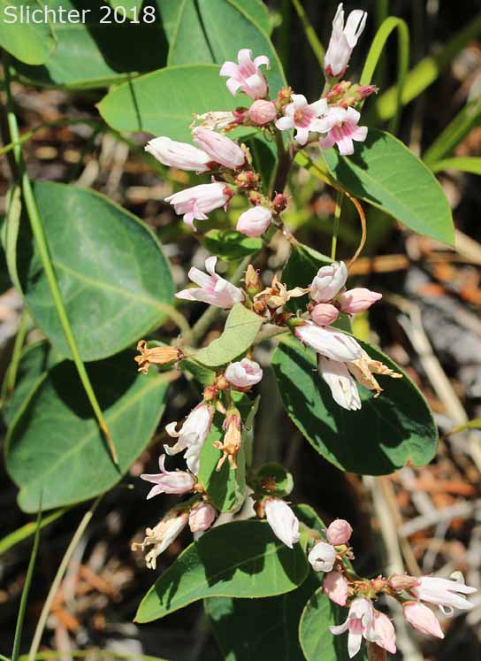 Flytrap Dogbane, Spreading Dogbane, Bitter-root Dogbane: Apocynum androsaemifolium var. pumilum (Synonyms: Apocynum androsaemifolium ssp. pumilum, Apocynum androsaemifolium var. tomenstellum, Apocynum pumilum, Apocynum pumilum var. pumilum, Apocynum pumilum var. rhomboideum)