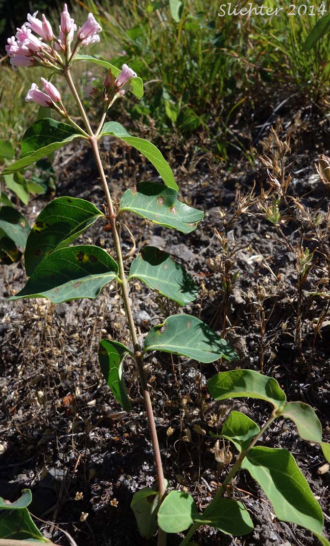 Flytrap Dogbane, Spreading Dogbane, Bitter-root Dogbane: Apocynum androsaemifolium var. pumilum (Synonyms: Apocynum androsaemifolium ssp. pumilum, Apocynum androsaemifolium var. tomenstellum, Apocynum pumilum, Apocynum pumilum var. pumilum, Apocynum pumilum var. rhomboideum)