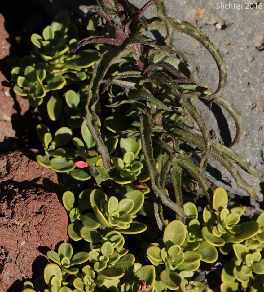 Lower stem leaves of Applegate's Paintbrush, Wavy-leaved Paintbrush: Castilleja applegatei var. applegatei (Synonym: Castilleja applegatei ssp. applegatei)