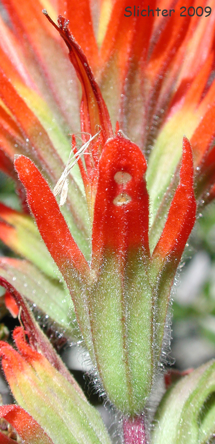 Wavyleaf Paintbrush, Wavy-leaf Paintbrush: Castileja applegatei var. pinetorum (Synonyms: Castilleja applegatei ssp. pinetorum, Castilleja applegatei var. fragilis, Castilleja pinetorum, Castilleja wherryana)