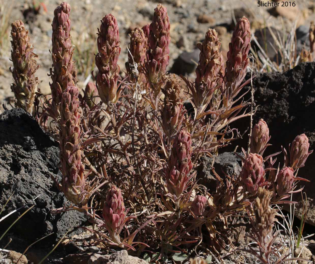 Cobwebby Paintbrush, Cotton Paintbrush: Castilleja arachnoidea (Synonyms: Castilleja arachnoidea ssp. arachnoidea, Castilleja arachnoidea var. arachnoidea, Castilleja filifolia, Castilleja payneae)