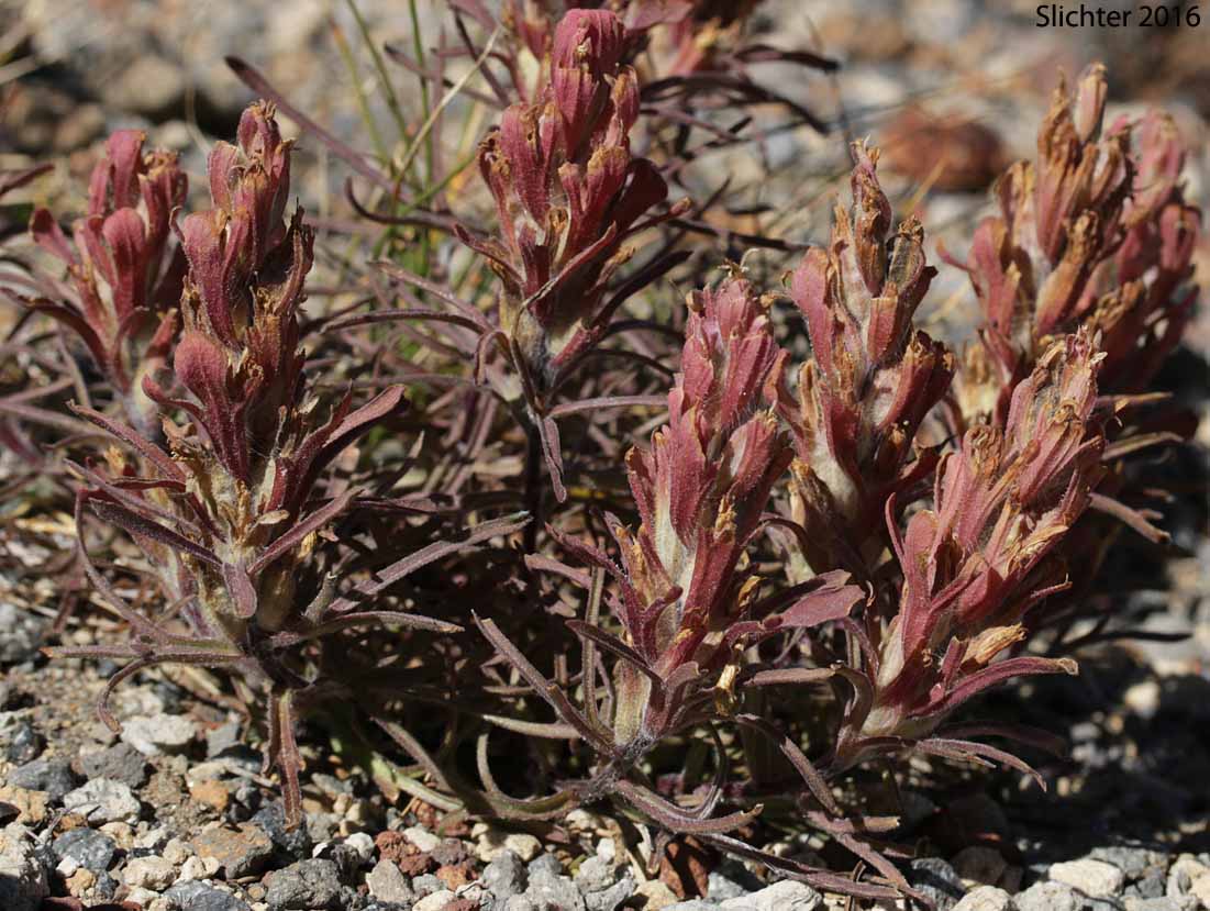 Cobwebby Paintbrush, Cotton Paintbrush: Castilleja arachnoidea (Synonyms: Castilleja arachnoidea ssp. arachnoidea, Castilleja arachnoidea var. arachnoidea, Castilleja filifolia, Castilleja payneae)