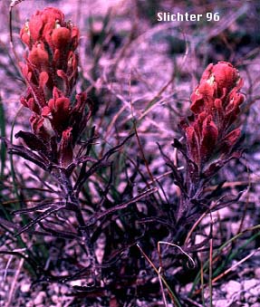 Cobwebby Paintbrush, Cotton Paintbrush: Castilleja arachnoidea (Synonyms: Castilleja arachnoidea ssp. arachnoidea, Castilleja arachnoidea var. arachnoidea, Castilleja filifolia, Castilleja payneae)