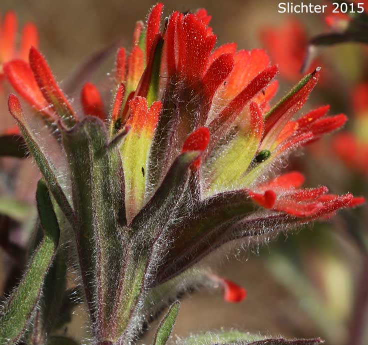 Inflorescence of Acute Paintbrush, Acute-tipped Paintbrush, Harsh Paintbrush: Castilleja hispida var. acuta (Synonyms: Castilleja hispida ssp. acuta, Castilleja taedifera)