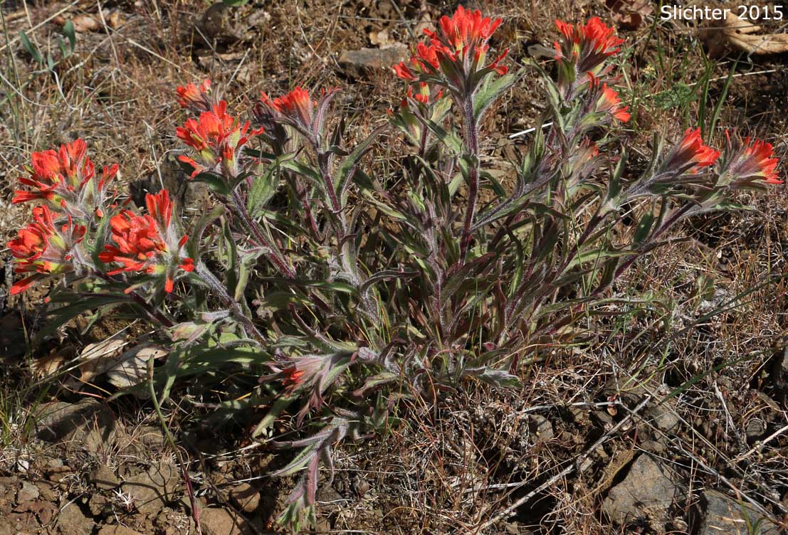 Acute Paintbrush, Acute-tipped Paintbrush, Harsh Paintbrush: Castilleja hispida var. acuta (Synonyms: Castilleja hispida ssp. acuta, Castilleja taedifera)