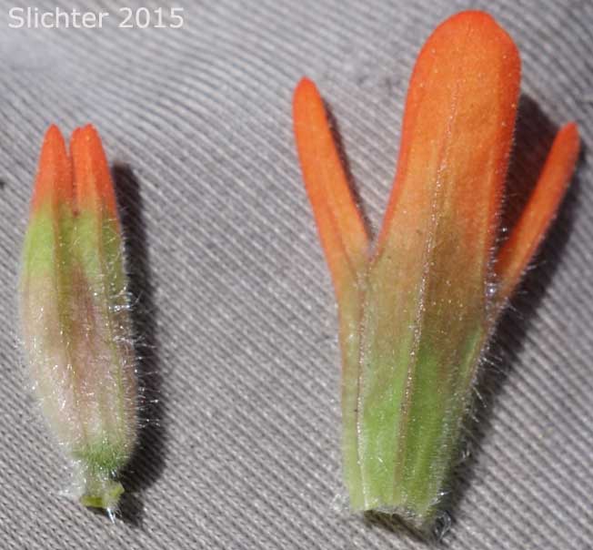 Calyx tube and inflorescence bract of Acute Paintbrush, Acute-tipped Paintbrush, Harsh Paintbrush: Castilleja hispida var. acuta (Synonyms: Castilleja hispida ssp. acuta, Castilleja taedifera)