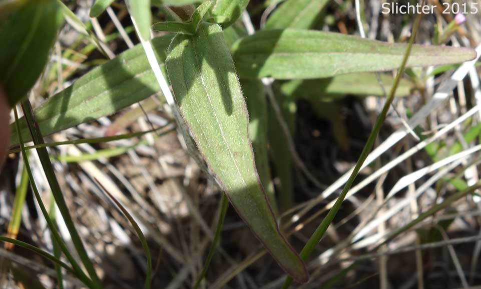 Lower stem leaves of Acute Paintbrush, Acute-tipped Paintbrush, Harsh Paintbrush: Castilleja hispida var. acuta (Synonyms: Castilleja hispida ssp. acuta, Castilleja taedifera)