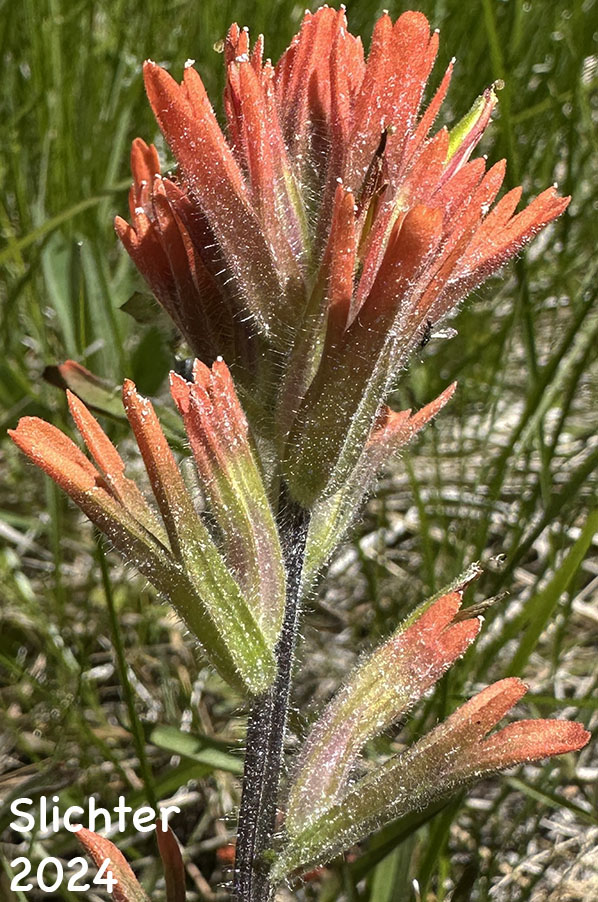 Acute Paintbrush, Acute-tipped Paintbrush, Harsh Paintbrush: Castilleja hispida var. acuta (Synonyms: Castilleja hispida ssp. acuta, Castilleja taedifera)