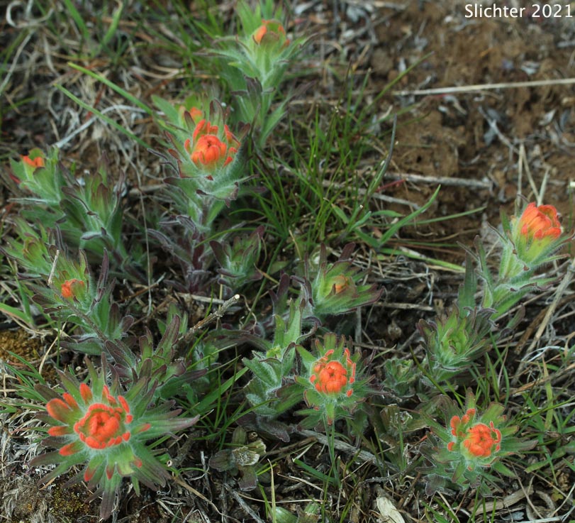 Acute Paintbrush, Acute-tipped Paintbrush, Harsh Paintbrush: Castilleja hispida var. acuta (Synonyms: Castilleja hispida ssp. acuta, Castilleja taedifera)