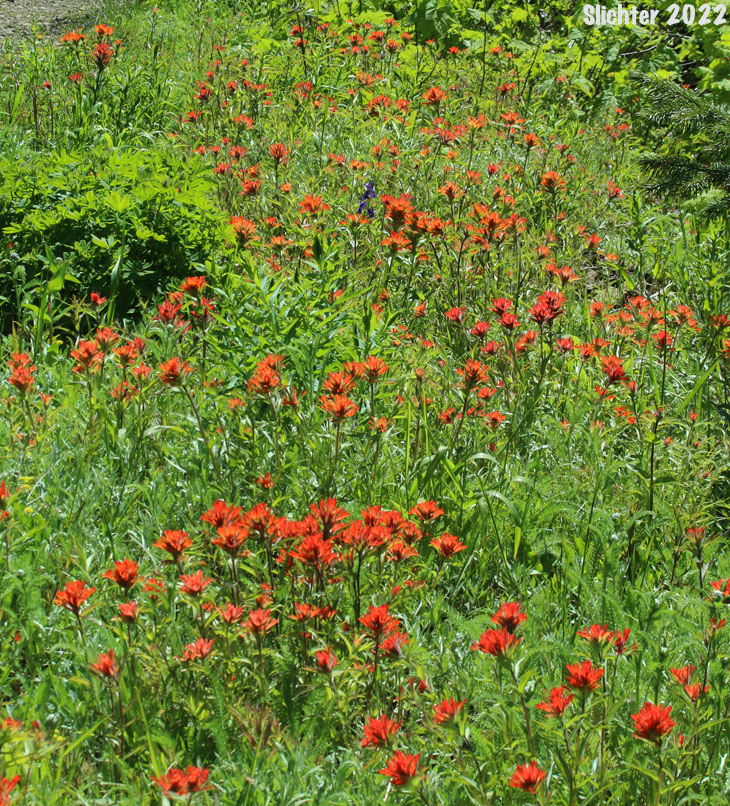 Harsh Paintbrush, Harsh Indian Paintbrush: Castilleja hispida var. hispida (Synonyms: Castilleja angustifolia var. abbreviata, Castilleja angustifolia,var. hispida, Castilleja hispida ssp. abbreviata, Castilleja hispida ssp. hispida)