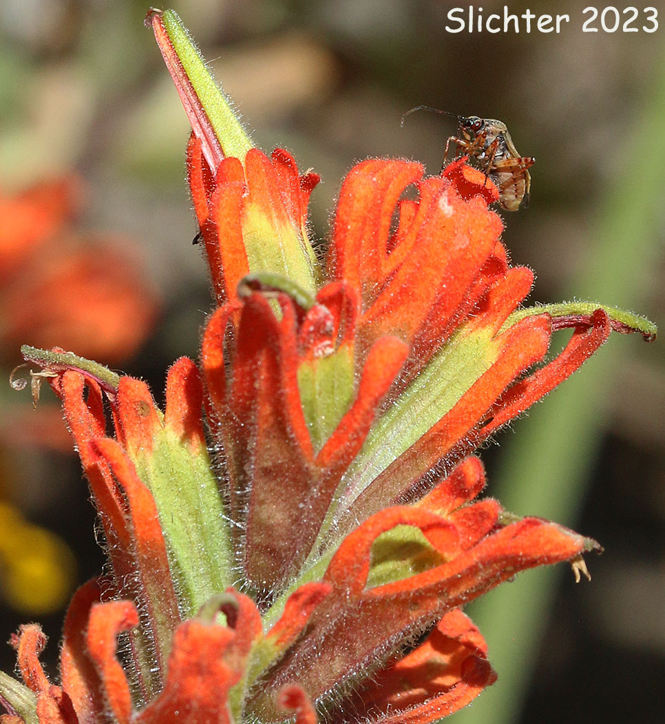 Inflorescence of Harsh Paintbrush, Harsh Indian Paintbrush: Castilleja hispida var. hispida (Synonyms: Castilleja angustifolia var. abbreviata, Castilleja angustifolia,var. hispida, Castilleja hispida ssp. abbreviata, Castilleja hispida ssp. hispida)