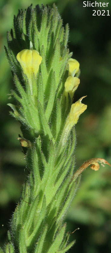 Cutleaf Paintbrush: Castilleja lacera (Synonym: Orthocarpus lacerus)