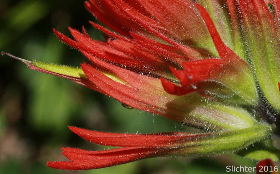 Flower and bracts of Common Paintbrush, Scarlet Paintbrush, Scarlet Indian Paintbrush: Castilleja miniata var. miniata (Synonyms: Castilleja crispula, Castilleja miniata ssp. miniata, Castilleja pallida var. miniata)