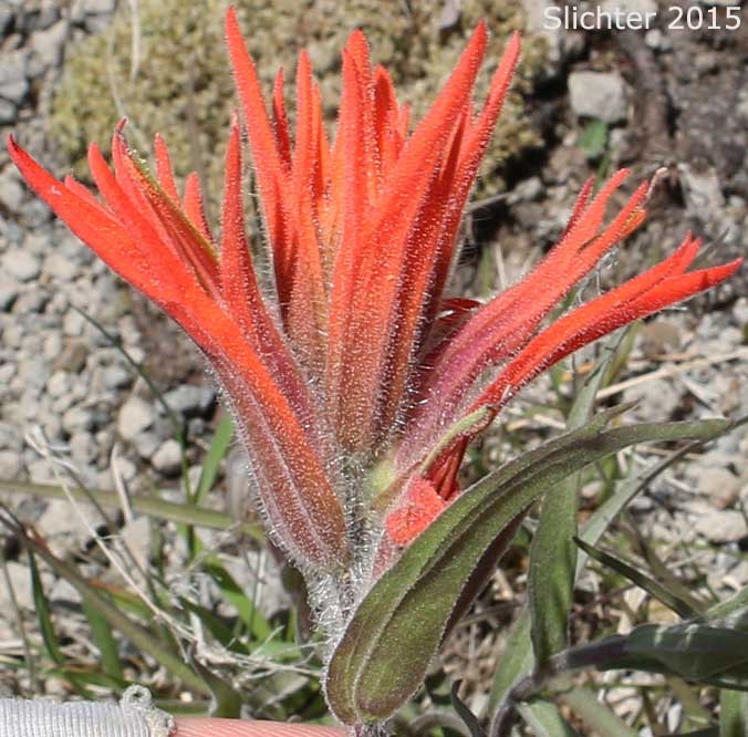Common Paintbrush, Scarlet Paintbrush, Scarlet Indian Paintbrush: Castilleja miniata var. miniata (Synonyms: Castilleja crispula, Castilleja miniata ssp. miniata, Castilleja pallida var. miniata)