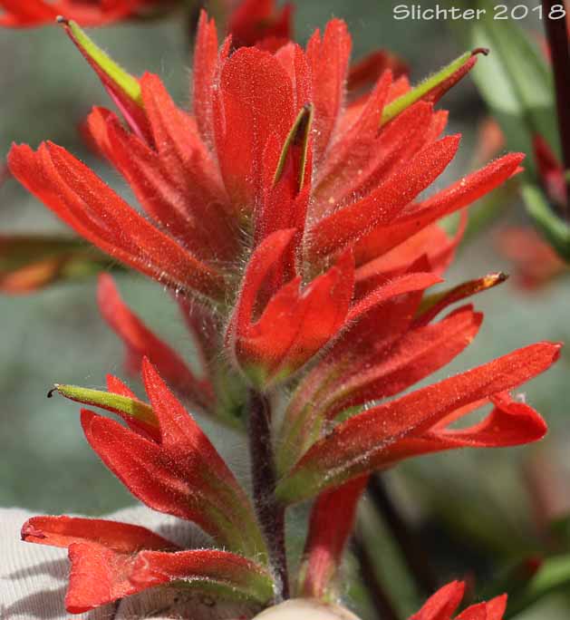 Common Paintbrush, Scarlet Paintbrush, Scarlet Indian Paintbrush: Castilleja miniata var. miniata (Synonyms: Castilleja crispula, Castilleja miniata ssp. miniata, Castilleja pallida var. miniata)