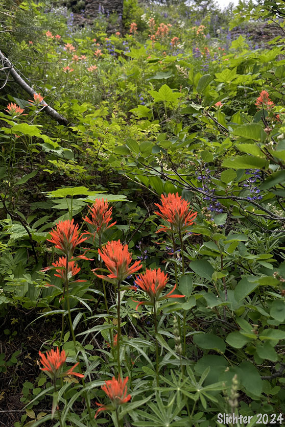 Habitat of Common Paintbrush, Scarlet Paintbrush, Scarlet Indian Paintbrush: Castilleja miniata var. miniata (Synonyms: Castilleja crispula, Castilleja miniata ssp. miniata, Castilleja pallida var. miniata)