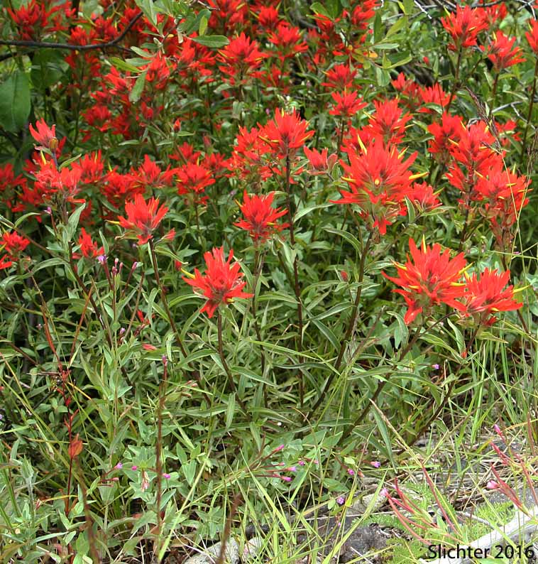 Common Paintbrush, Scarlet Paintbrush, Scarlet Indian Paintbrush: Castilleja miniata var. miniata (Synonyms: Castilleja crispula, Castilleja miniata ssp. miniata, Castilleja pallida var. miniata)