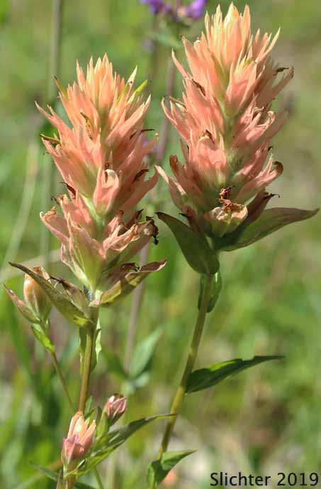 Common Paintbrush, Scarlet Paintbrush, Scarlet Indian Paintbrush: Castilleja miniata var. miniata (Synonyms: Castilleja crispula, Castilleja miniata ssp. miniata, Castilleja pallida var. miniata)
