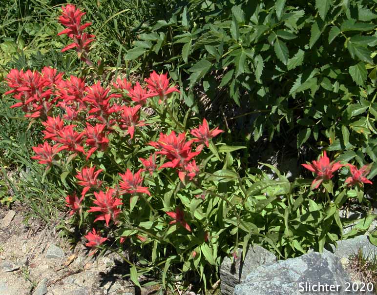 Common Paintbrush, Scarlet Paintbrush, Scarlet Indian Paintbrush: Castilleja miniata var. miniata (Synonyms: Castilleja crispula, Castilleja miniata ssp. miniata, Castilleja pallida var. miniata)