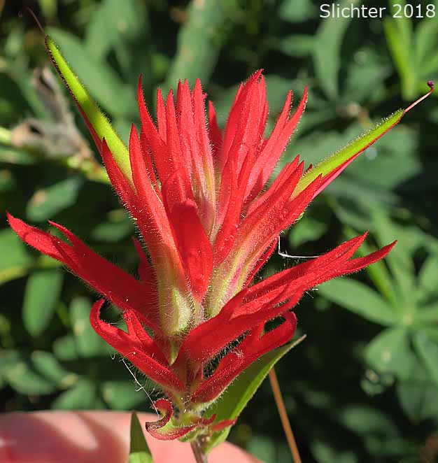 Common Paintbrush, Scarlet Paintbrush, Scarlet Indian Paintbrush: Castilleja miniata var. miniata (Synonyms: Castilleja crispula, Castilleja miniata ssp. miniata, Castilleja pallida var. miniata)