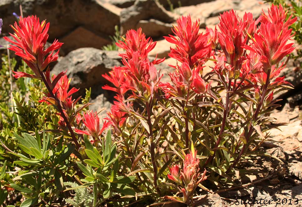 Common Paintbrush, Scarlet Paintbrush, Scarlet Indian Paintbrush: Castilleja miniata var. miniata (Synonyms: Castilleja crispula, Castilleja miniata ssp. miniata, Castilleja pallida var. miniata)