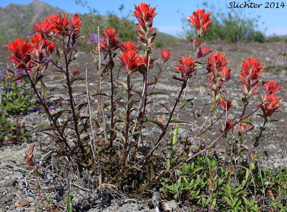 Common Paintbrush, Scarlet Paintbrush, Scarlet Indian Paintbrush: Castilleja miniata var. miniata (Synonyms: Castilleja crispula, Castilleja miniata ssp. miniata, Castilleja pallida var. miniata)