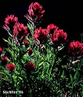 Magenta Paintbrush: Castilleja parviflora var. oreopola (Synonyms: Castilleja miniata var. alpina, Castilleja oreopola)