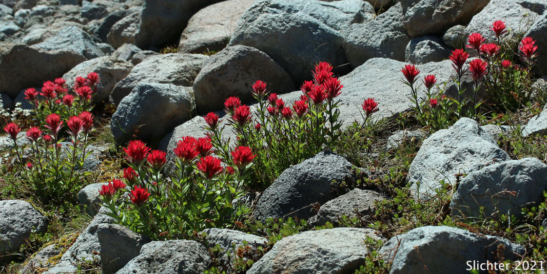 Magenta Paintbrush: Castilleja parviflora var. oreopola (Synonyms: Castilleja miniata var. alpina, Castilleja oreopola)