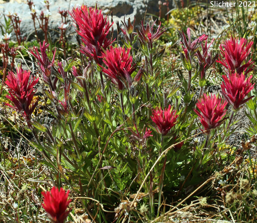 Magenta Paintbrush: Castilleja parviflora var. oreopola (Synonyms: Castilleja miniata var. alpina, Castilleja oreopola)