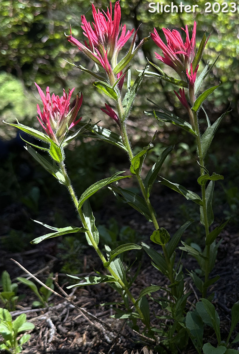 Magenta Paintbrush: Castilleja parviflora var. oreopola (Synonyms: Castilleja miniata var. alpina, Castilleja oreopola)