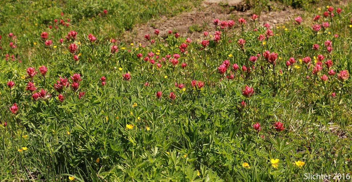 Magenta Paintbrush: Castilleja parviflora var. oreopola (Synonyms: Castilleja miniata var. alpina, Castilleja oreopola)