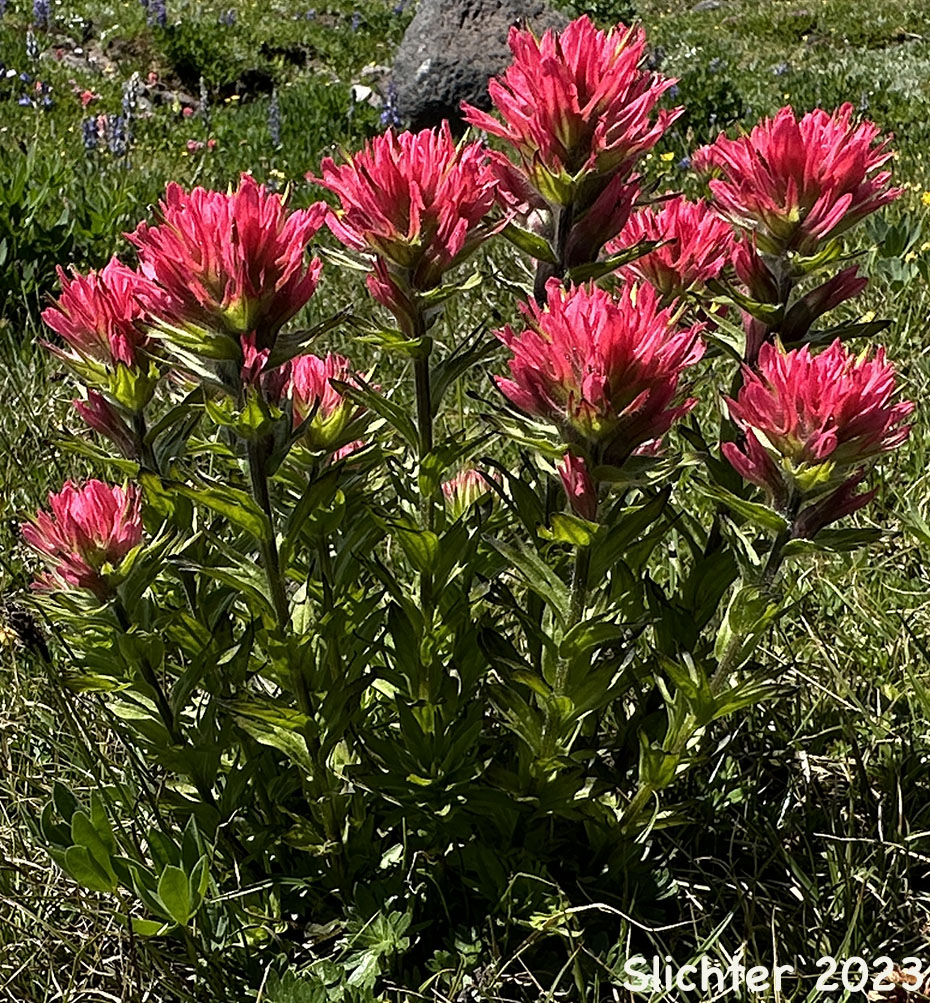 Magenta Paintbrush: Castilleja parviflora var. oreopola (Synonyms: Castilleja miniata var. alpina, Castilleja oreopola)
