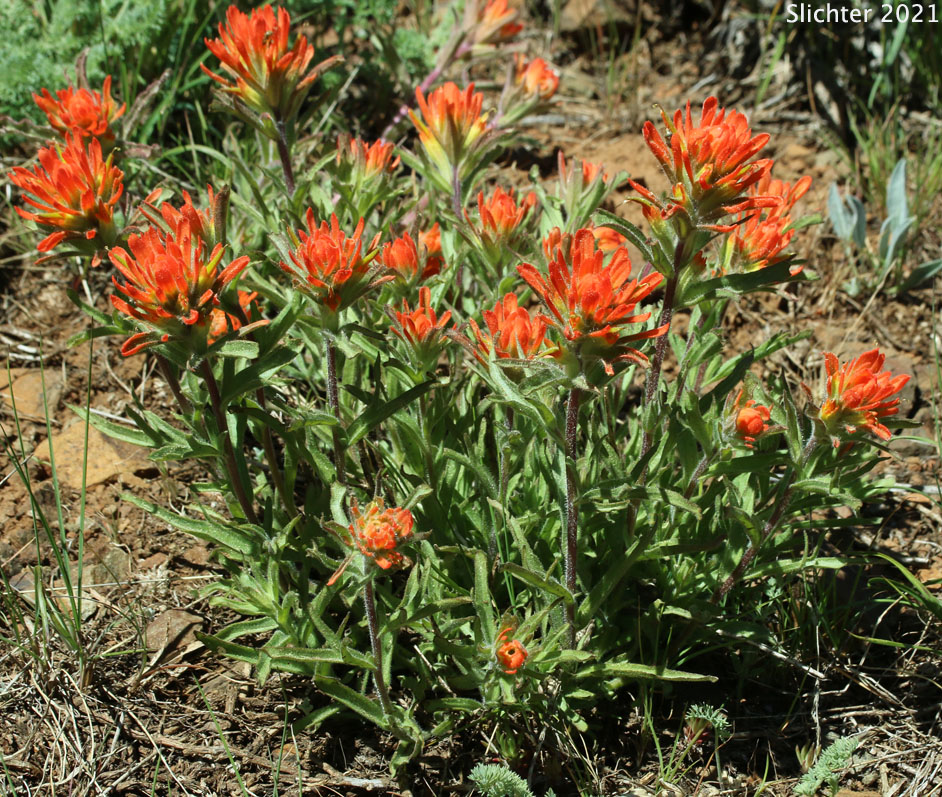 Frosted Indian Paintbrush: Castilleja pruinosa