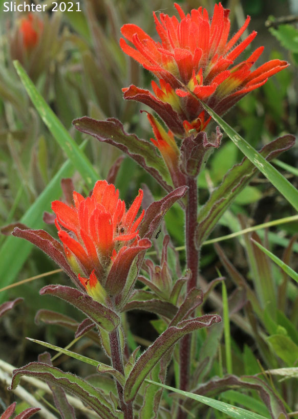 Frosted Paintbrush, Frosted Indian Paintbrush: Castilleja pruinosa