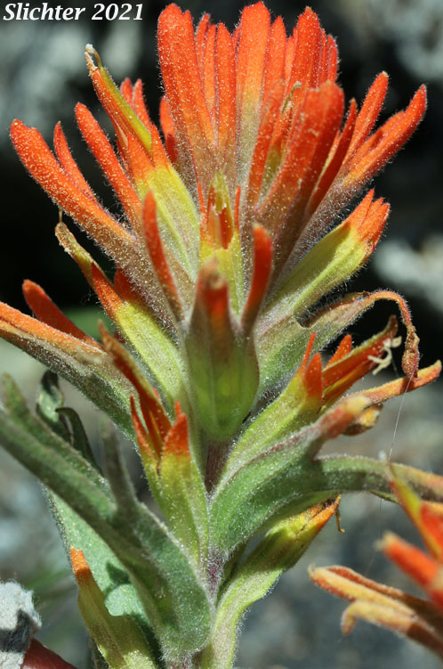 Frosted Paintbrush, Frosted Indian Paintbrush: Castilleja pruinosa
