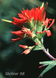 Bog Paintbrush, Suksdorf's Indian Paintbrush, Suksdorf's Paintbrush: Castilleja suksdorfii