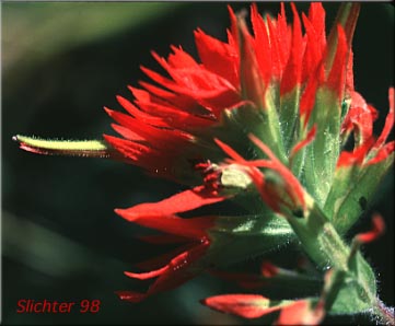 Bog Paintbrush, Suksdorf's Indian Paintbrush, Suksdorf's Paintbrush: Castilleja suksdorfii
