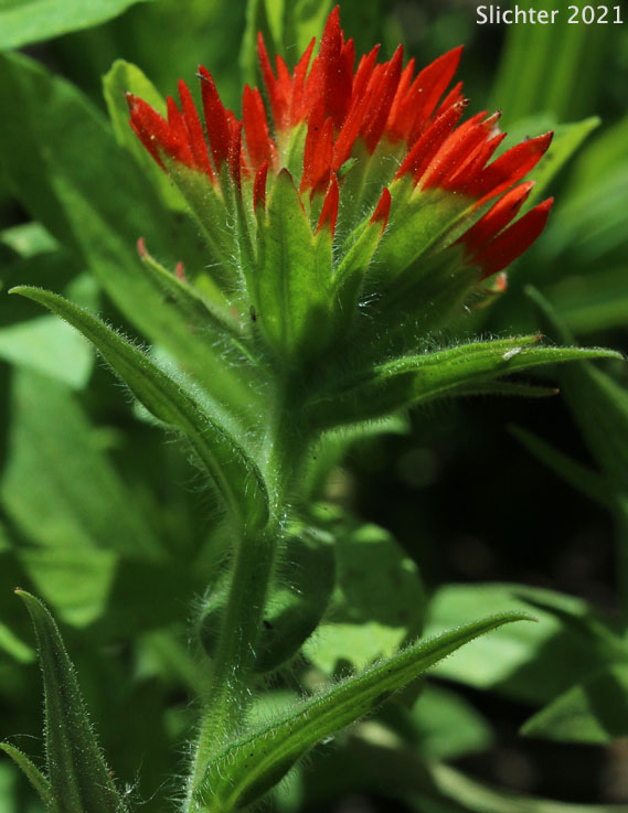 Bog Paintbrush, Suksdorf's Paintbrush, Suksdorf's Indian Paintbrush: Castilleja suksdorfii