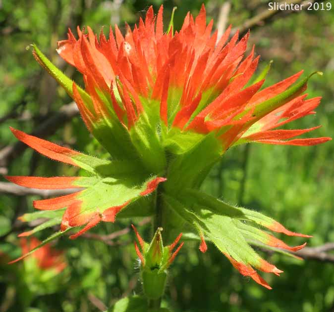 Inflorescence of Bog Paintbrush, Suksdorf's Paintbrush, Suksdorf's Indian Paintbrush: Castilleja suksdorfii