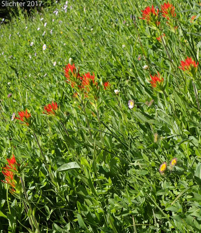 Bog Paintbrush, Suksdorf's Paintbrush, Suksdorf's Indian Paintbrush: Castilleja suksdorfii