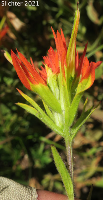 Inflorescence of Bog Paintbrush, Suksdorf's Paintbrush, Suksdorf's Indian Paintbrush: Castilleja suksdorfii