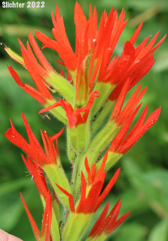 Bog Paintbrush, Suksdorf's Paintbrush, Suksdorf's Indian Paintbrush: Castilleja suksdorfii