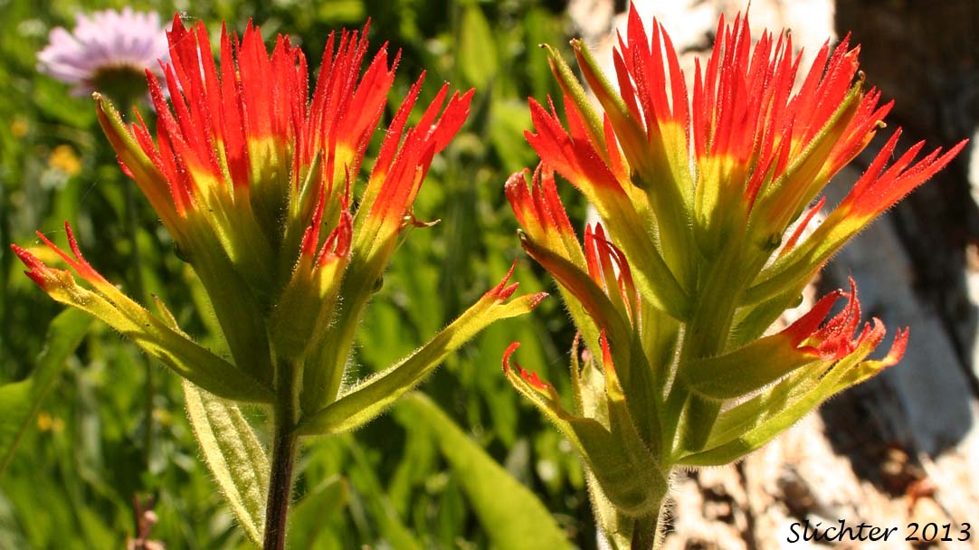 Bog Paintbrush, Suksdorf's Paintbrush, Suksdorf's Indian Paintbrush: Castilleja suksdorfii