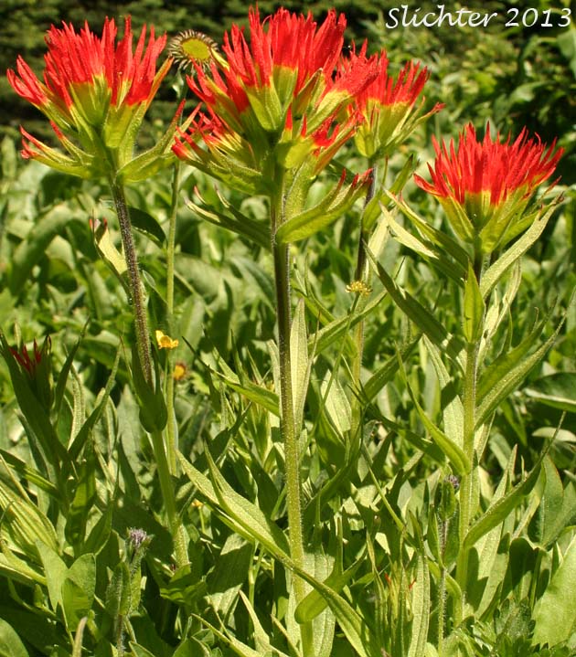 Bog Paintbrush, Suksdorf's Paintbrush, Suksdorf's Indian Paintbrush: Castilleja suksdorfii
