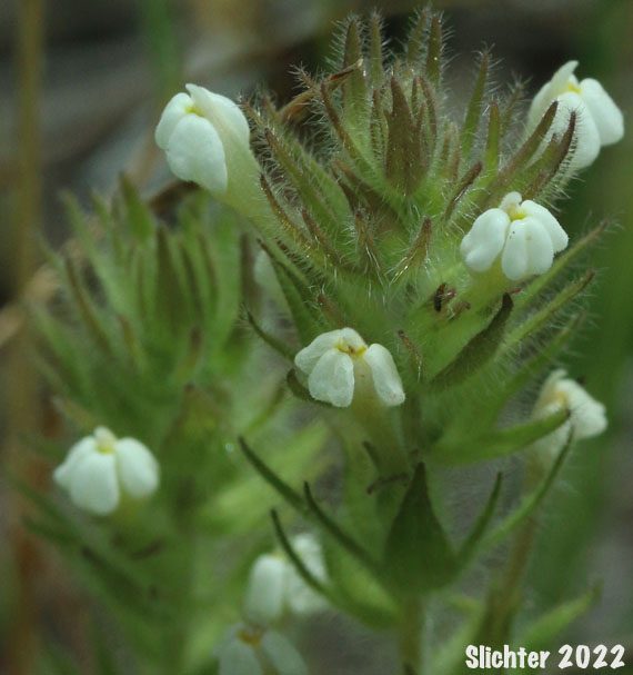 Annual White Paintbrush, Hairy Owl Clover, Hairy Indian Paintbrush, Thin Paintbrush: Castilleja tenuis (Synonyms: Orthocarpus hispidus, Orthocarpus rarior, Orthocarpus tenuis, Triphysaria hispida)