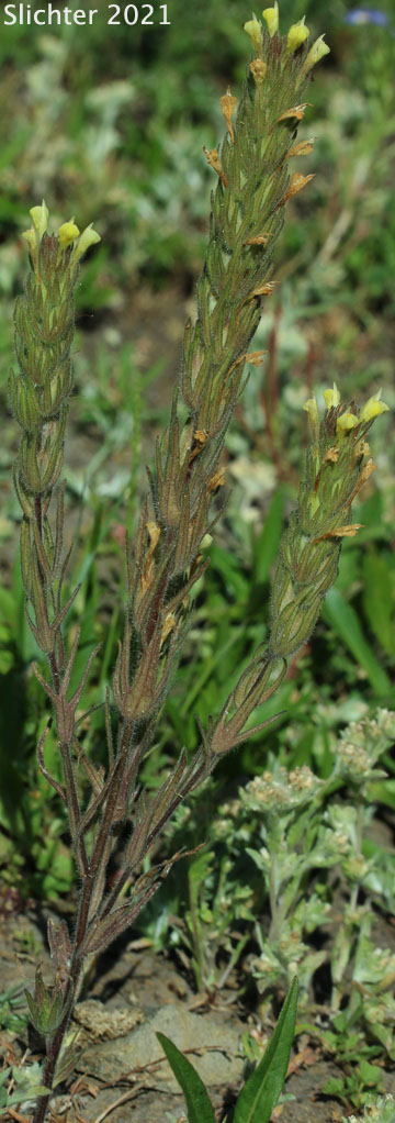 Annual White Paintbrush, Hairy Owl Clover, Hairy Indian Paintbrush, Thin Paintbrush: Castilleja tenuis (Synonyms: Orthocarpus hispidus, Orthocarpus rarior, Orthocarpus tenuis, Triphysaria hispida)