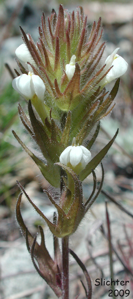 Annual White Paintbrush, Hairy Owl Clover, Hairy Indian Paintbrush, Thin Paintbrush: Castilleja tenuis (formerly Orthocarpus hispidus)