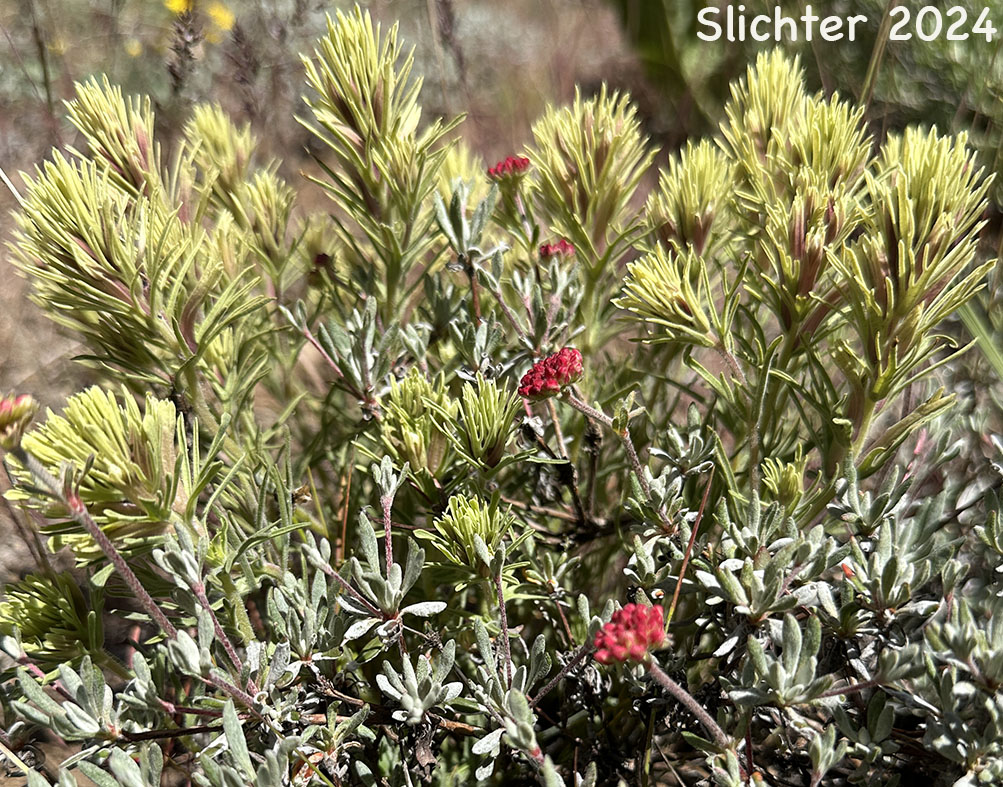 Thompson's Indian Paintbrush, Thompson's Paintbrush, Thompson's Owl Clover: Castilleja thompsonii (Synonym: Castilleja villicaulis)