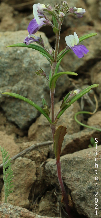 Narrowleaf Collinsia: Collinsia linearis (Synonym: Collinsia rattanii var. linearis)